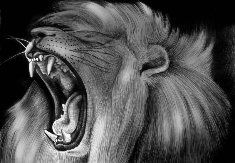 download animal drawing download animal drawing