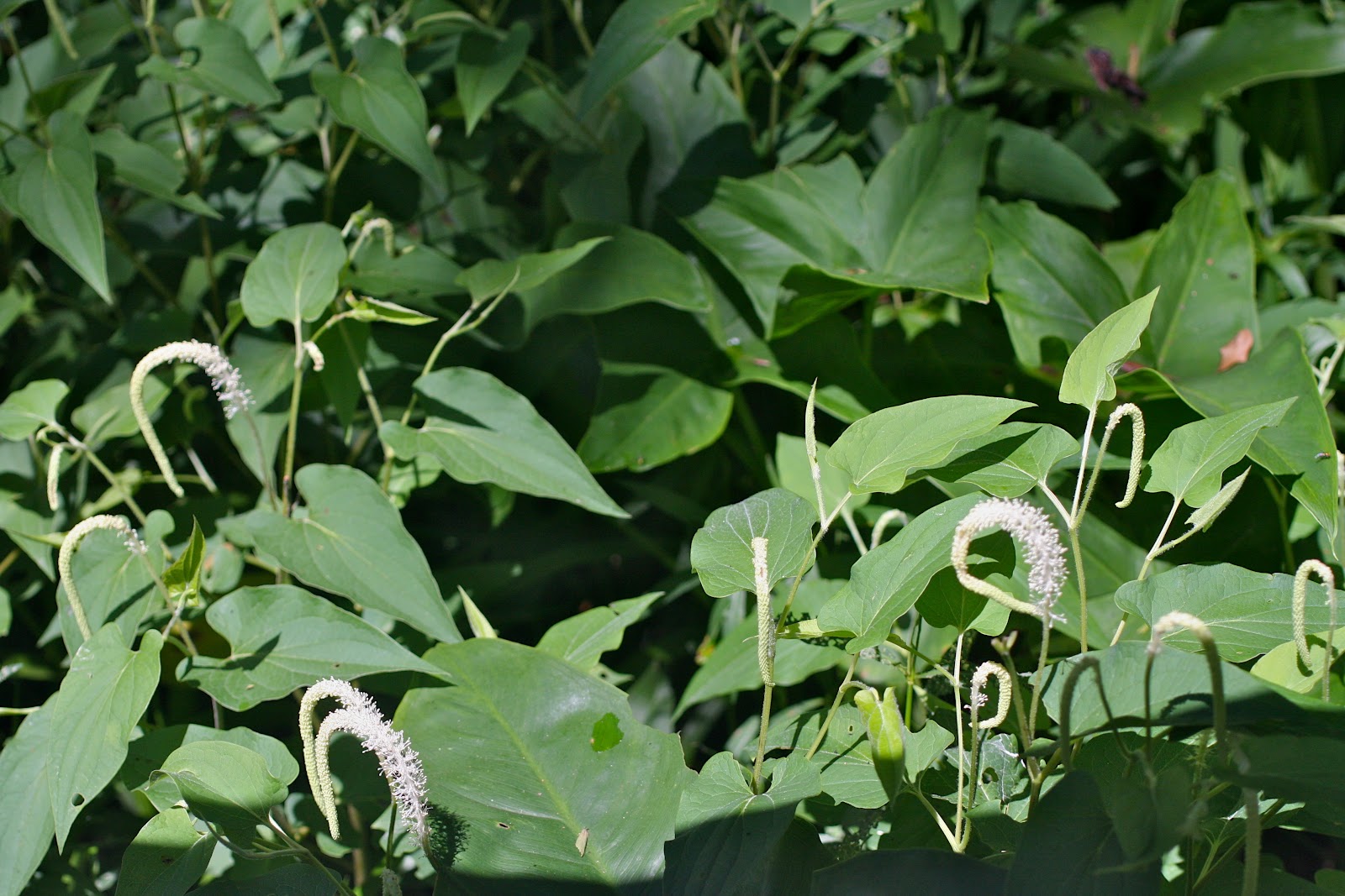 Lizard tail pond plant