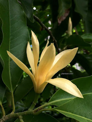 ดอกจำปีสีนวล Magnolia Si Nuan