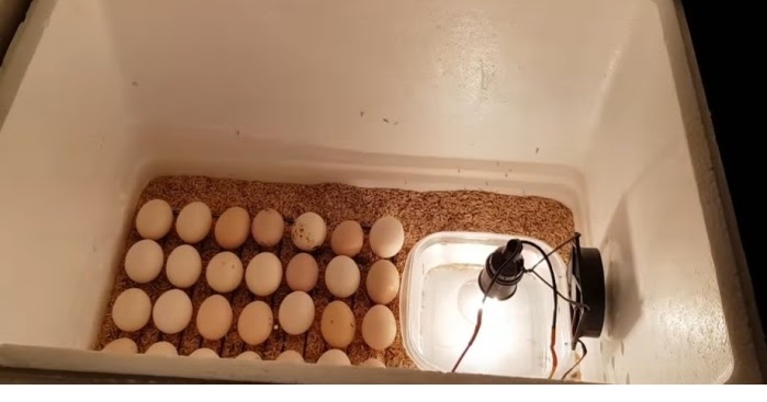 Cara Menetaskan Telur Ayam Dengan Mesin Penetas Sederhana Caracari