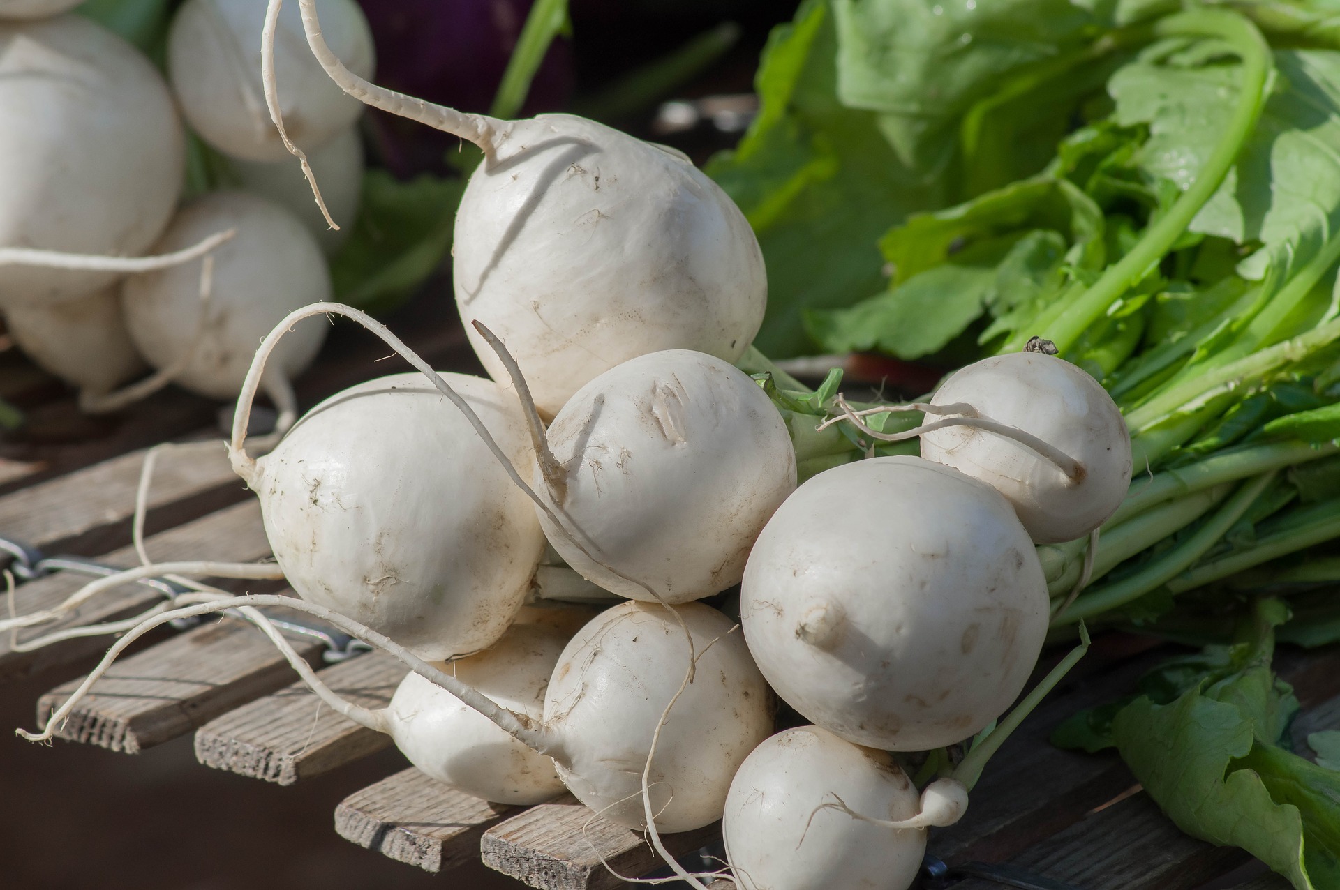 Turnip Its nutritional benefits, health benefits.. The essentials