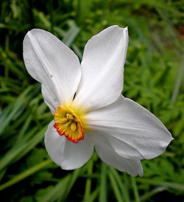 Flower Homes: Narcissus Poeticus Flowers