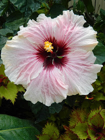 High Voltage tropical hibiscus Allan Gardens Conservatory by garden muses-not another Toronto gardening blog