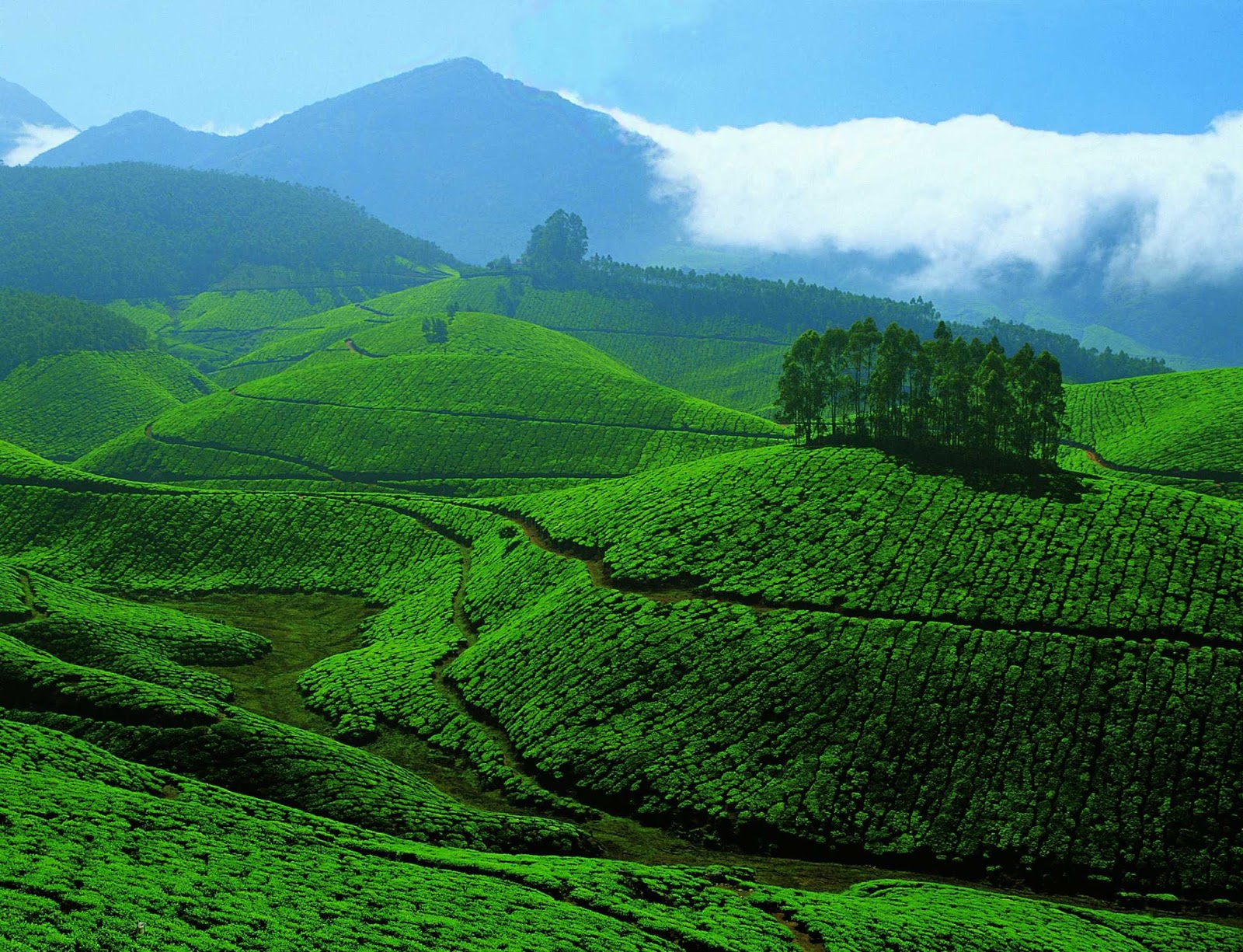 TRAVEL with Me: Munnar (India)