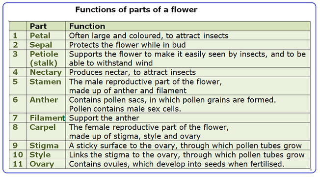 #108 Structure and functions of a flower | Biology Notes for IGCSE 2014