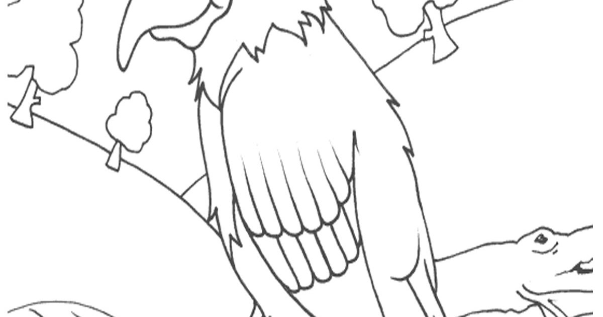 gambar mewarnai hewan burung 