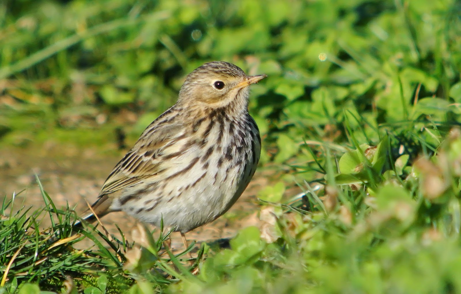 Aves y Fotografía de Naturaleza De Vacaciones por el Pais Vasco