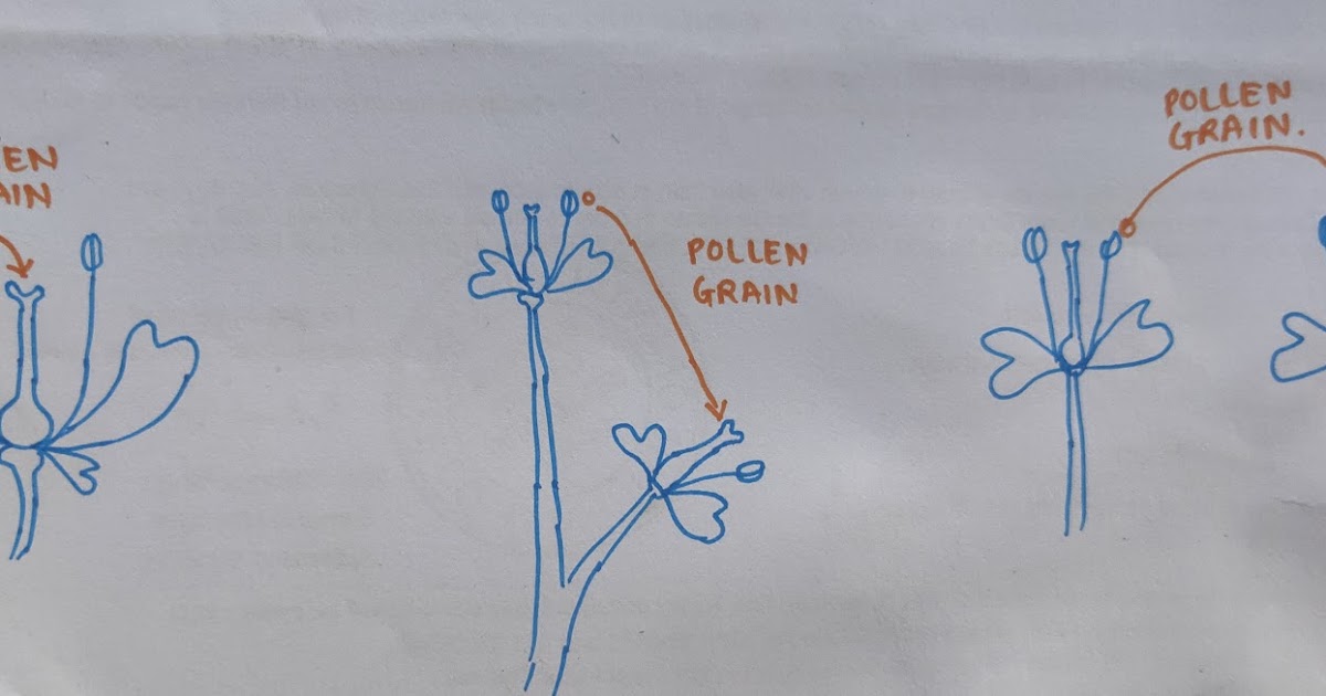 PrepBiology REPRODUCTION in ANGIOSPERMS POLLINATION