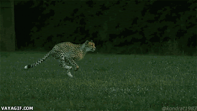 Running+Cheetah.gif