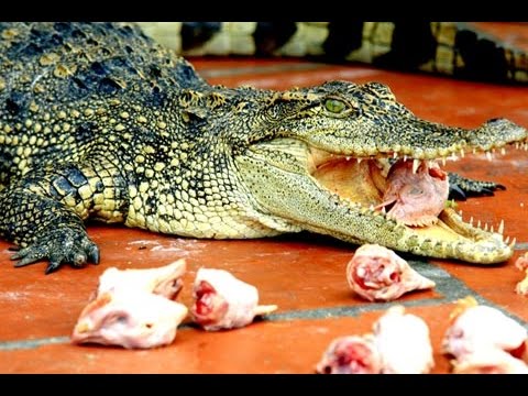 Kỹ thuật cho cá sấu ăn và cách chăm sóc cá sấu