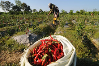 Ditemukan Cara Menanam Cabai Merah Keriting di Rumah dengan Hasil