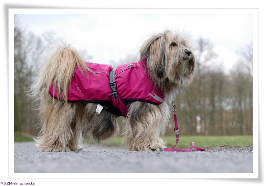 [Hundeblog] Einfach Socke Wieviel Kleidung braucht ein Tibet Terrier?