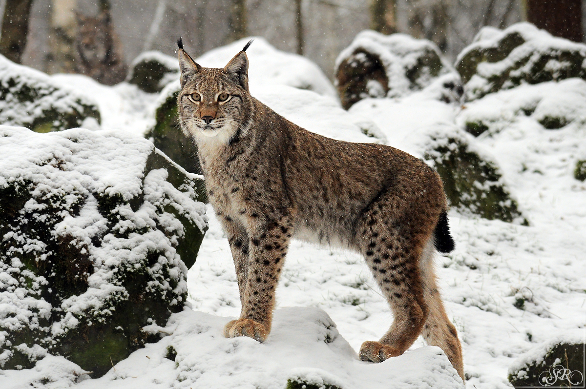 When Europe Was An Ocean Big Cats Of Europe Past And Present When Europe Was An Ocean Big Cats Of Europe Past And Present