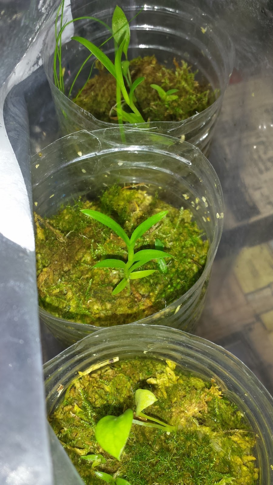 Epiphytes and Economics Growing Orchids From Seed Is Easy!