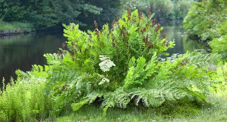 royal fern mature height nice phat white asses