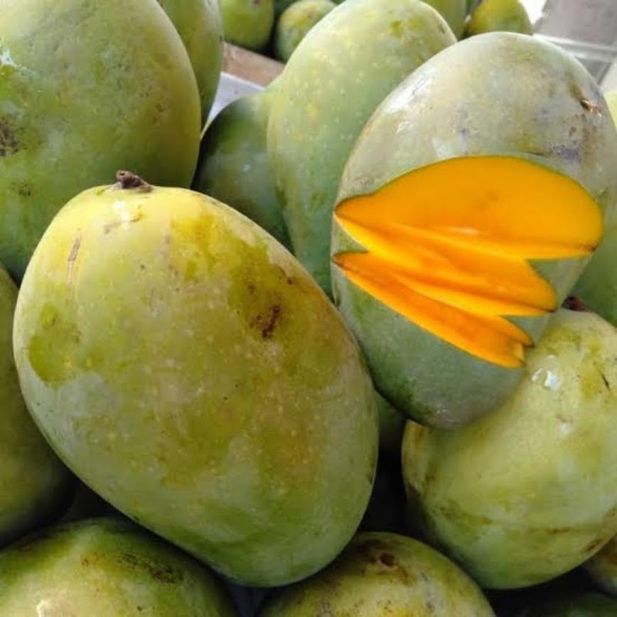 Bibit Buah Mangga Aromanis Pangkalpinang