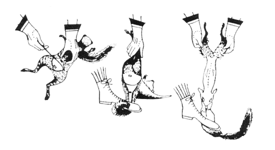 схема разделки щуки. освеживать. пушные звери на ферме. освеживать. датский зоопарк жираф мариус.