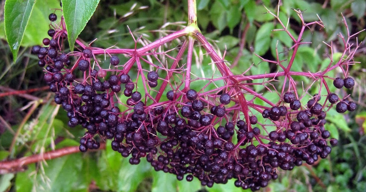 What's Going On... How to Root Black Elderberry Cuttings