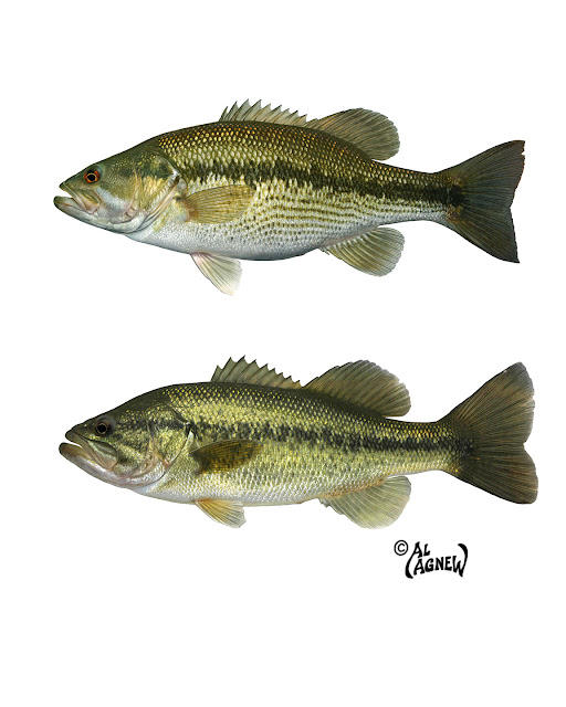 Rivers and Art How To Tell Spotted Bass from Largemouth at a Glance