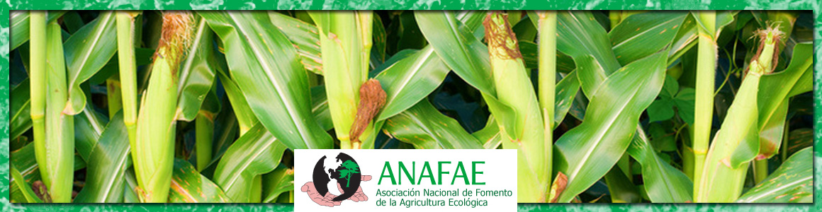ANAFAE