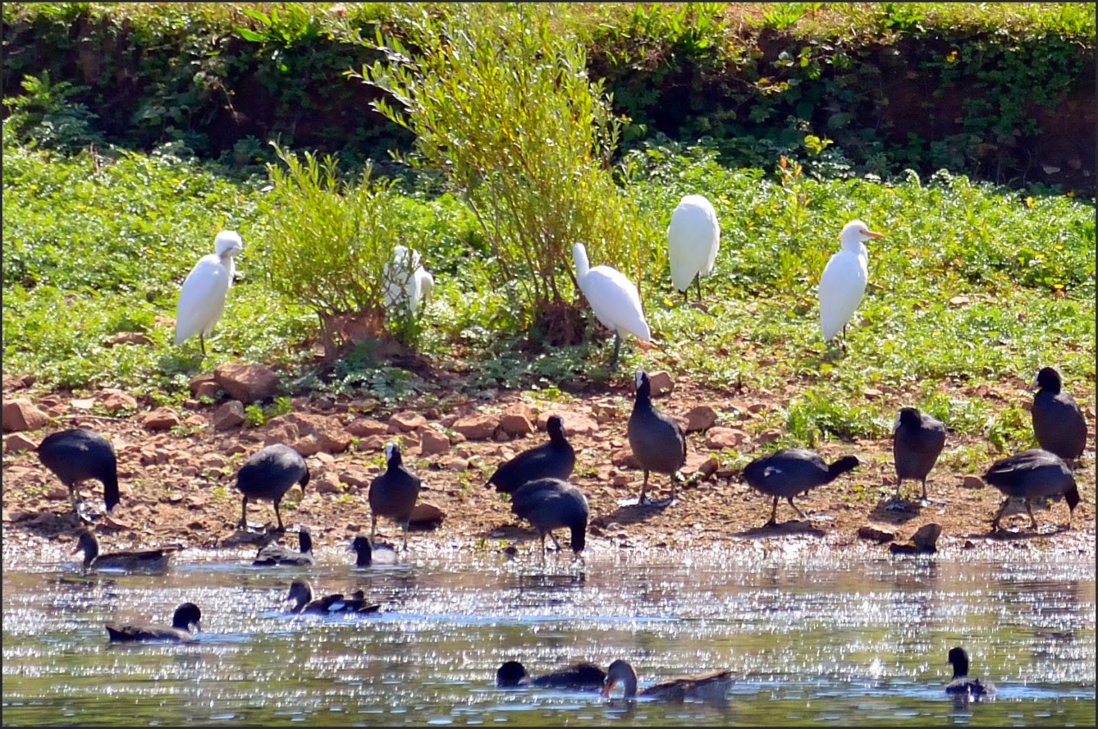 AVON BIRDS 230819 Friday Osprey