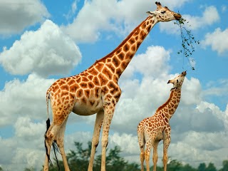 Giraffe wallpapers hd