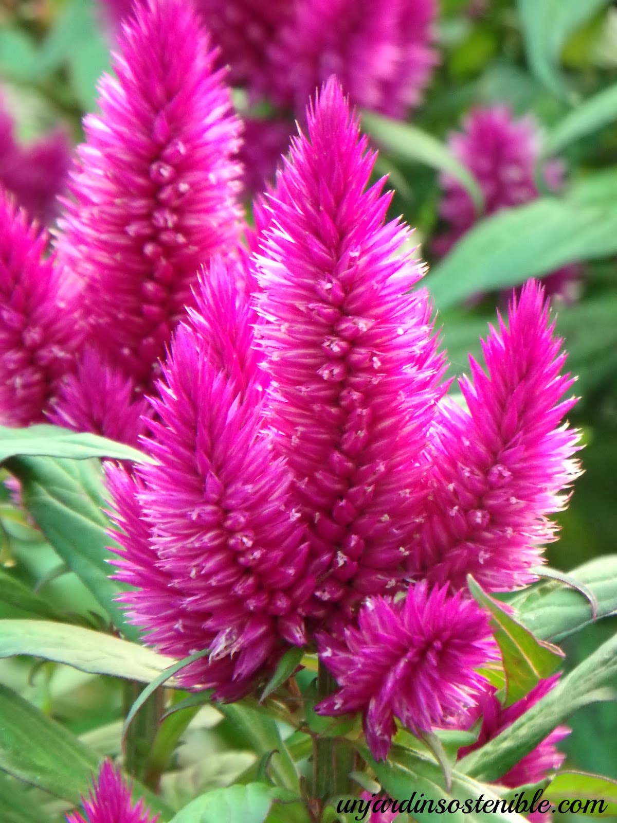 Celosia Argentea variedad plumosa (Celosía plumosa)