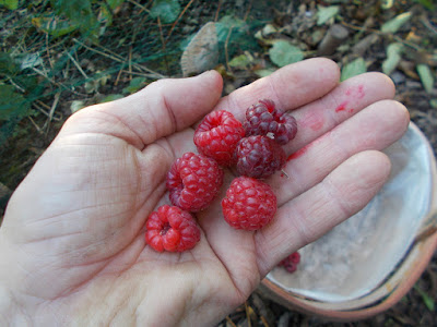 How to make supports for raspberry plants The 80 Minute Allotment Green Fingered Blog