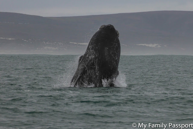 ballenas sudafrica