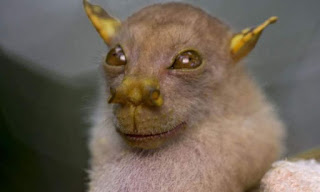 El murciélago de nariz tubular (Nyctimene albiventer) una de las especies animales más raras