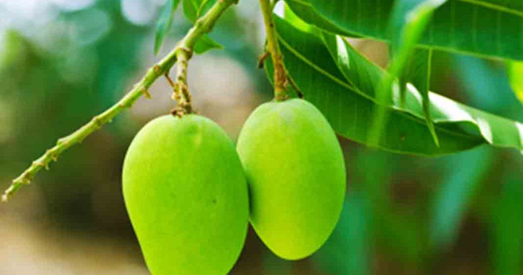 Health Benefits Leaves of Mangoes tishabeststuff