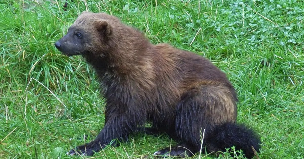 Restless native Do wolverines live here in Colorado?