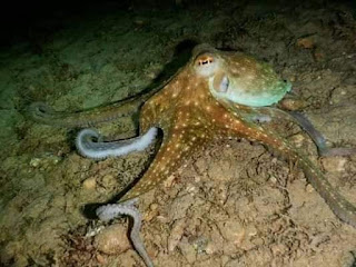 Octopus