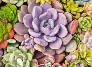 Succulent plant