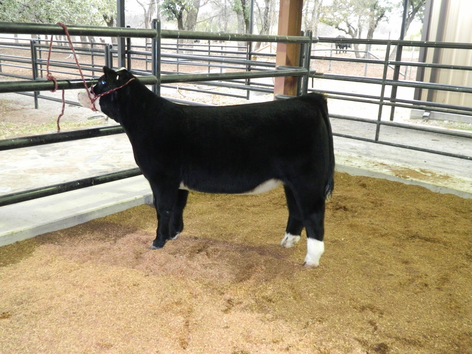 Austin Cattle Company First ever Maverick Ranches and Austin Cattle co