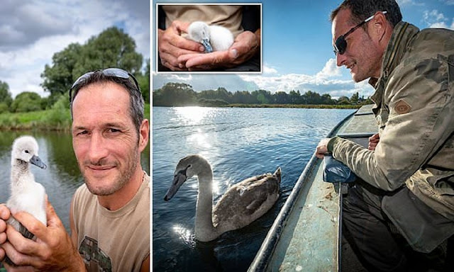 Мужчина спас птенца лебедя, а когда птица выросла, то отказалась улетать