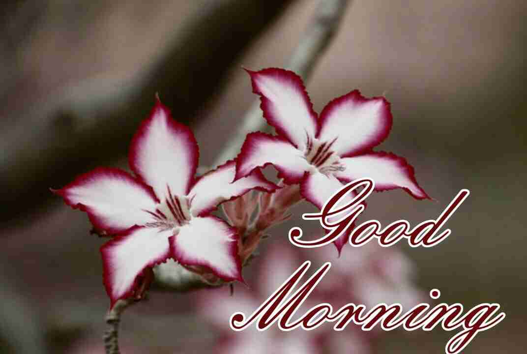 200+ Good Morning Images Hd Best Collection [ 2023 ]
