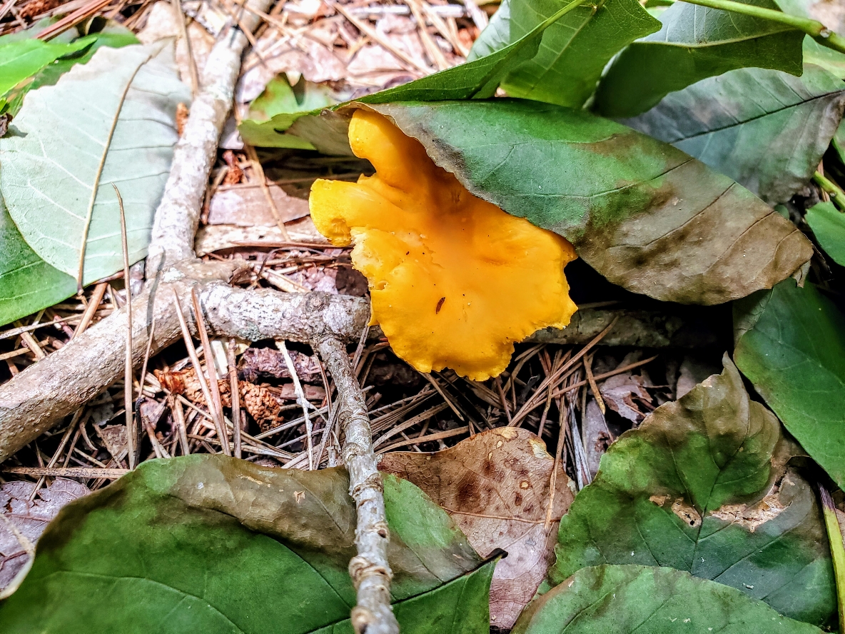 The Foraged Foodie How to identify Golden Chanterelles, gourmet edible