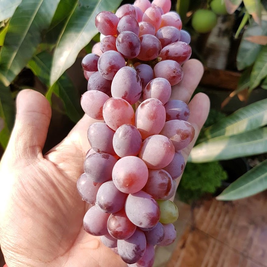 Bibit Anggur Import Jupiter Seedles Berkwalitas Jawa Timur