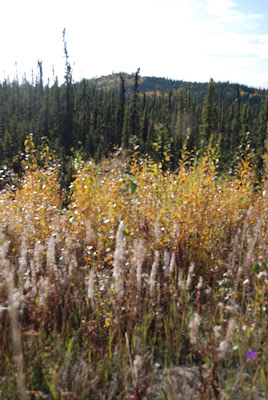 Wildflowers in alaska