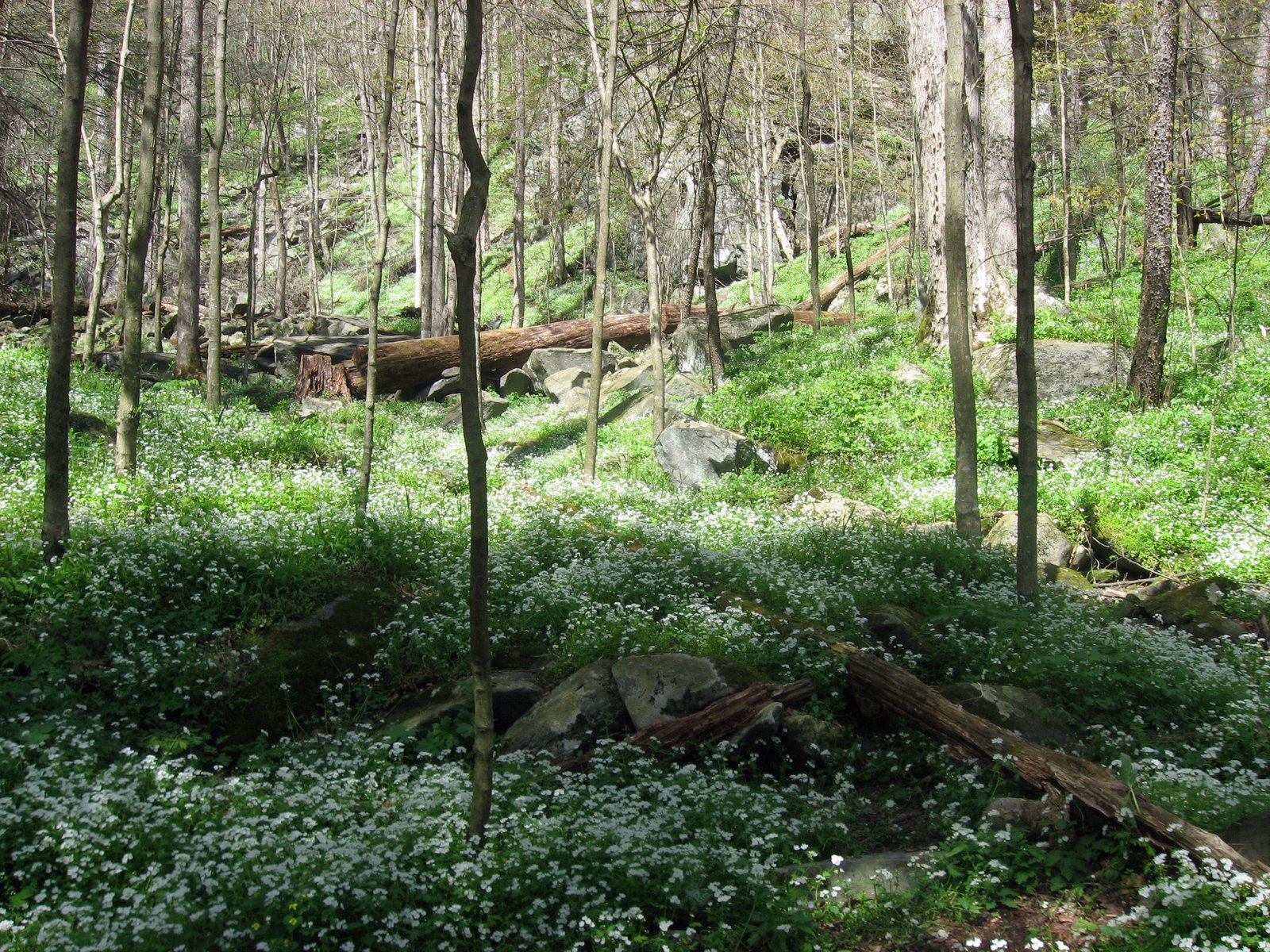 HERE, WHERE I AM SLEEPING IN THE FOREST, STUDENT PROMPT 5