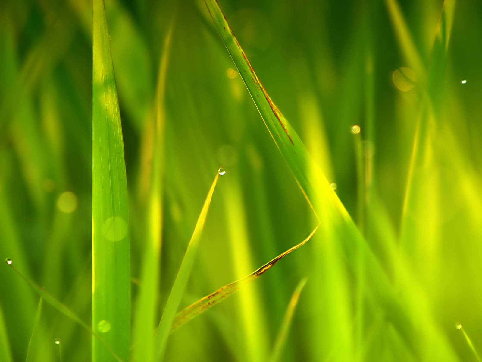 wallpapers: Tall Grass Wallpapers