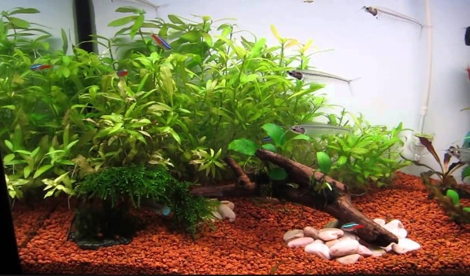 Penyuluhan Perikanan Jenis Tanaman Aquascape Untuk Akuarium