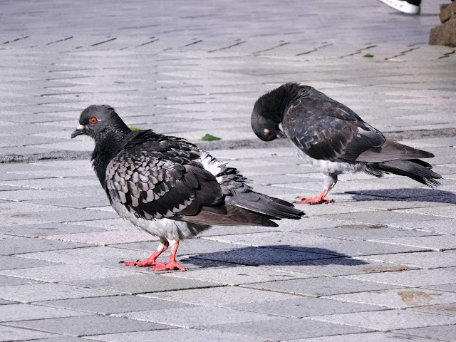 鳩,鳥,新宿駅東口〈著作権フリー無料画像〉Free Stock Photos 