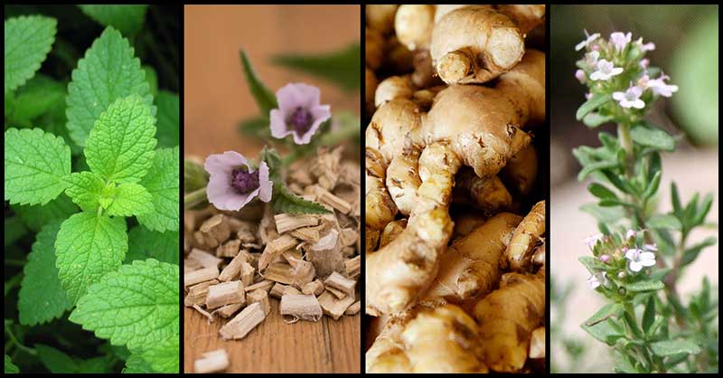 Help Fight Cough With These Herbs And Spices - Dr. Farrah MD