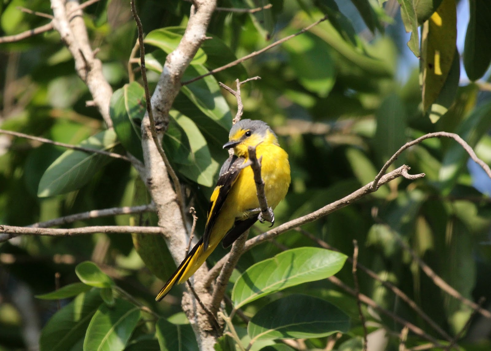 Mithun: Bird Photography
