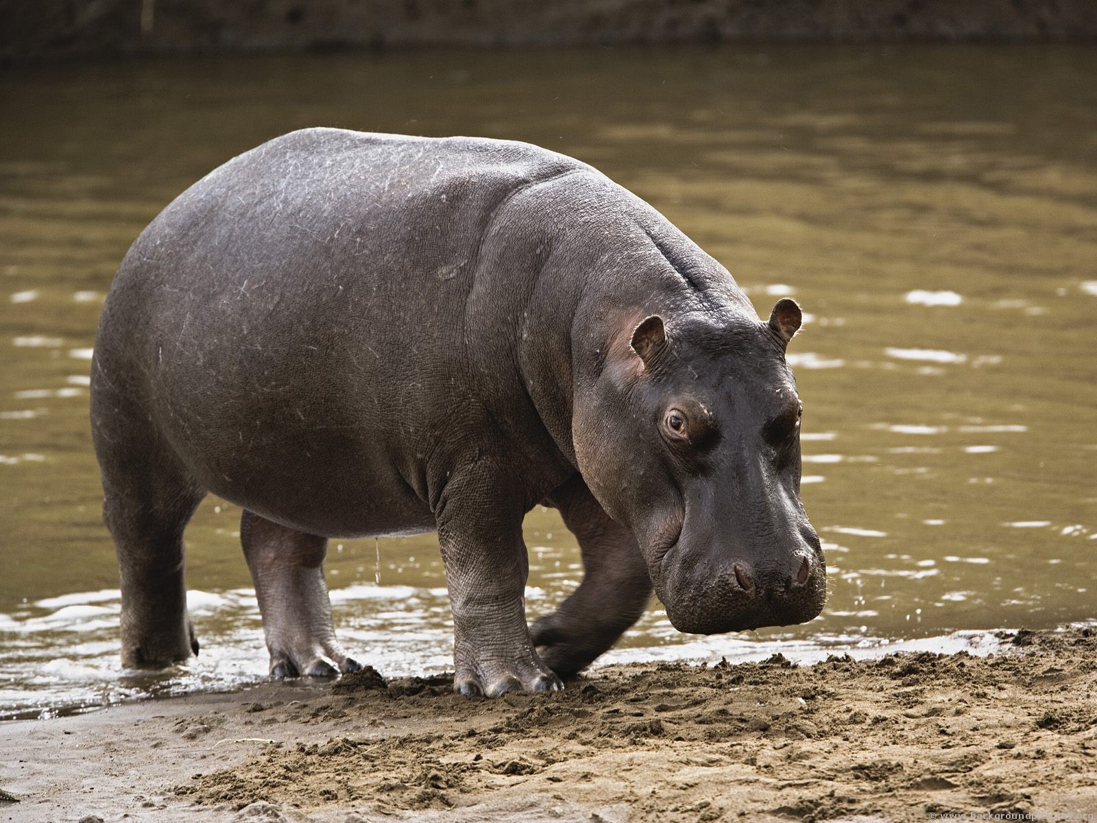 http://1.bp.blogspot.com/-vxWY-vhV6e8/TqQ3JQP2P-I/AAAAAAAABuI/TGY8kyTeEiY/s1600/Hippopotamus.jpg