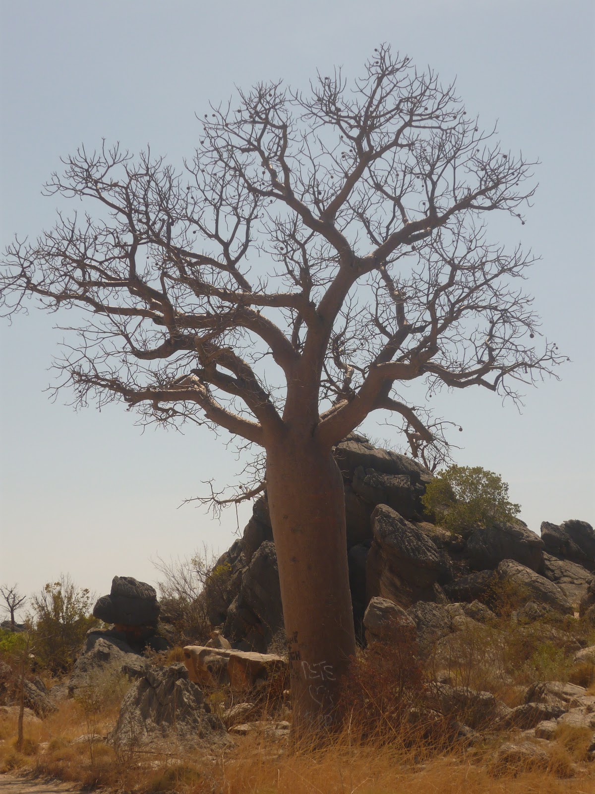 Travel Our Planet: The Unique Boab Trees of the Kimberley
