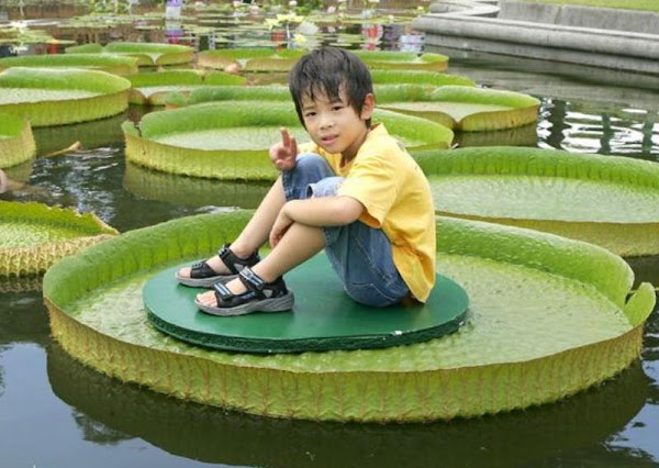 Victoria regia - Nenúfar gigante del amazonas