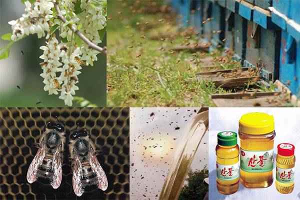 Beekeeping Custom of Korea